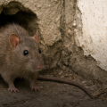 pests rats in housing uk